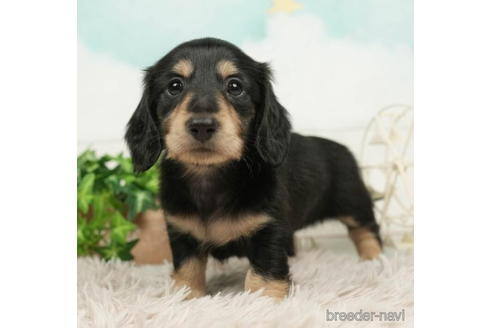 成約済の千葉県のミニチュアダックスフンド(ロングヘアード)-210418